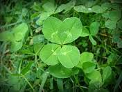 four-leaf-clover