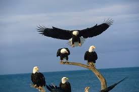 eagle-flock