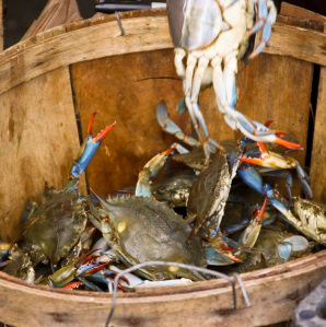 Bucket-of-crabs