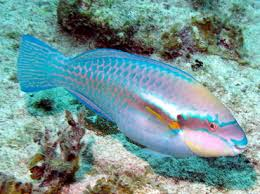 striped parrot fish