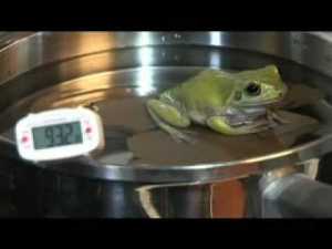 cook a live frog