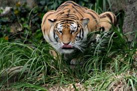 tiger crouch