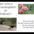 Hummingbirds and Vultures