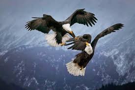 eagle-pair